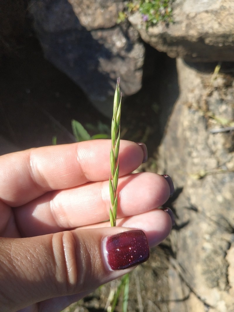Elymus kronokensis photo 3