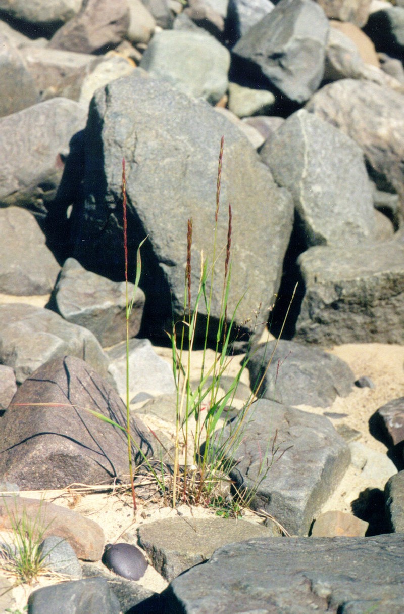 Elymus kronokensis photo 8