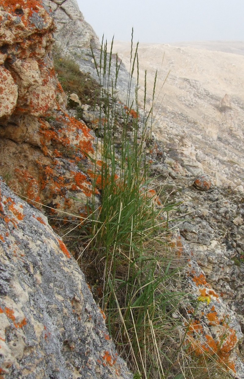 Tufted Wheatgrass photo 2