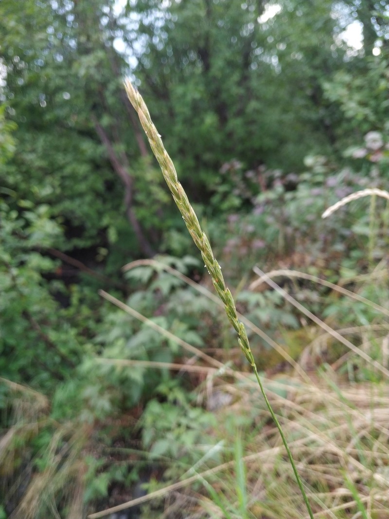 Tufted Wheatgrass photo 4