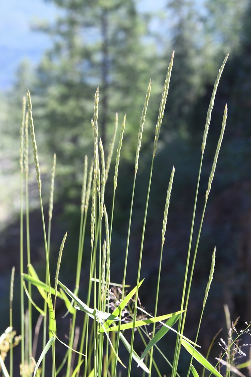 Tufted Wheatgrass photo 6