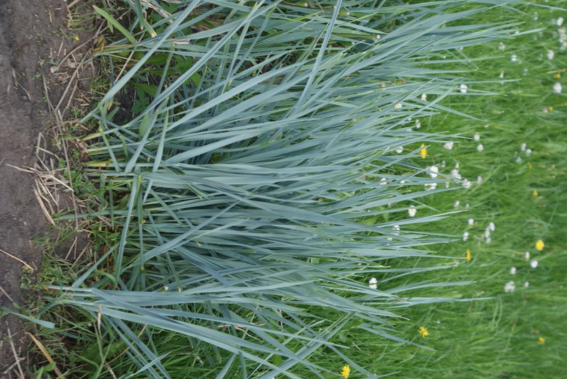 Elymus magellanicus