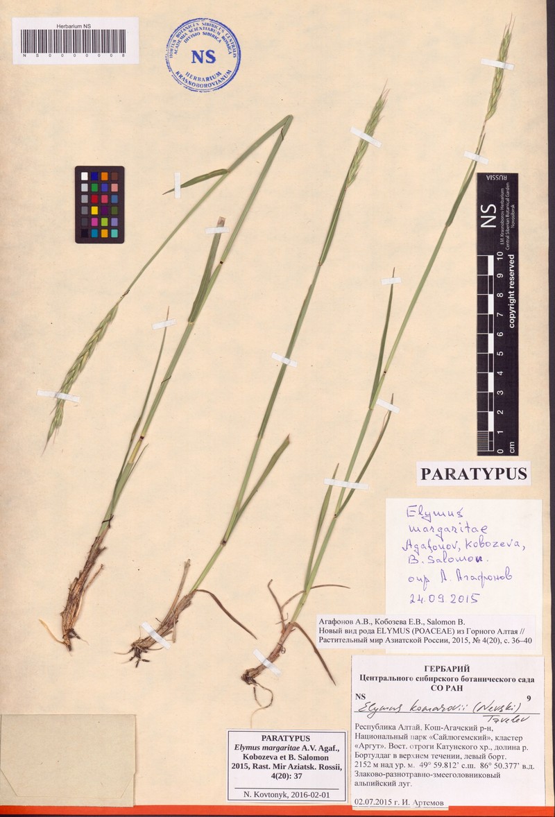 Elymus margaritae