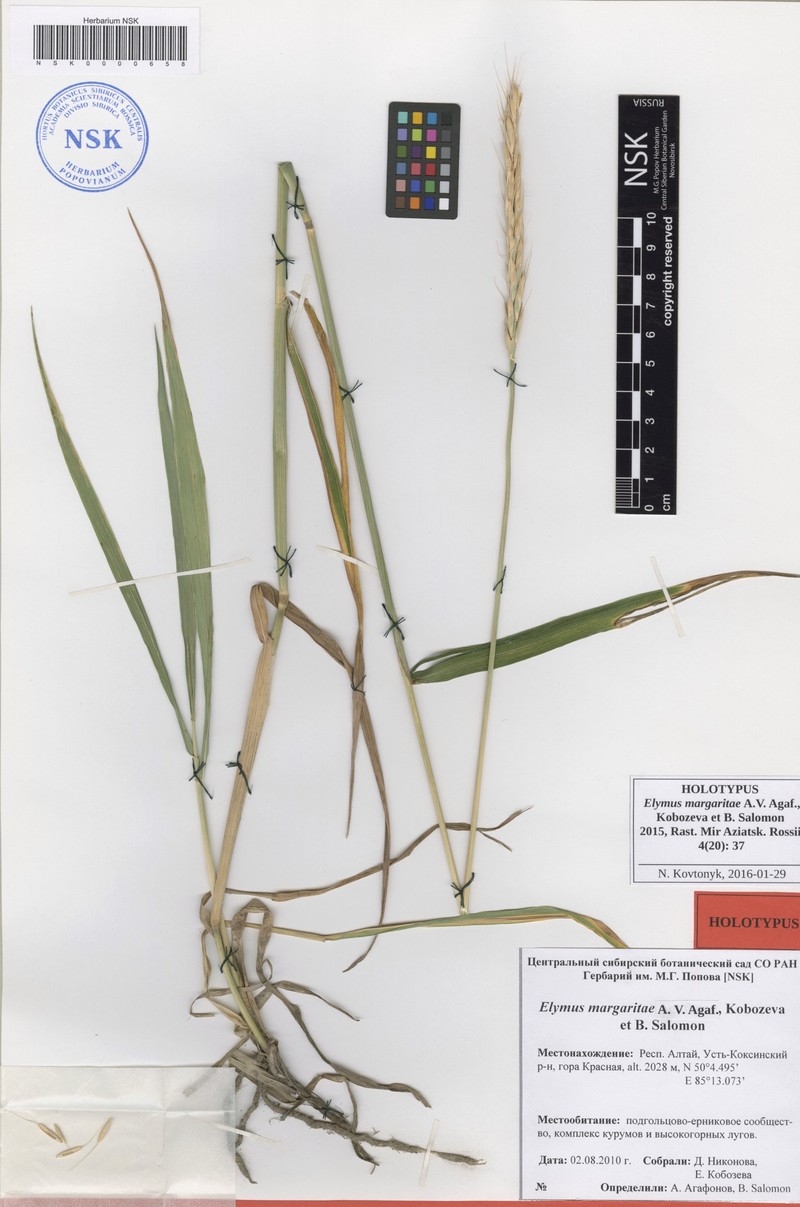 Elymus margaritae photo 2