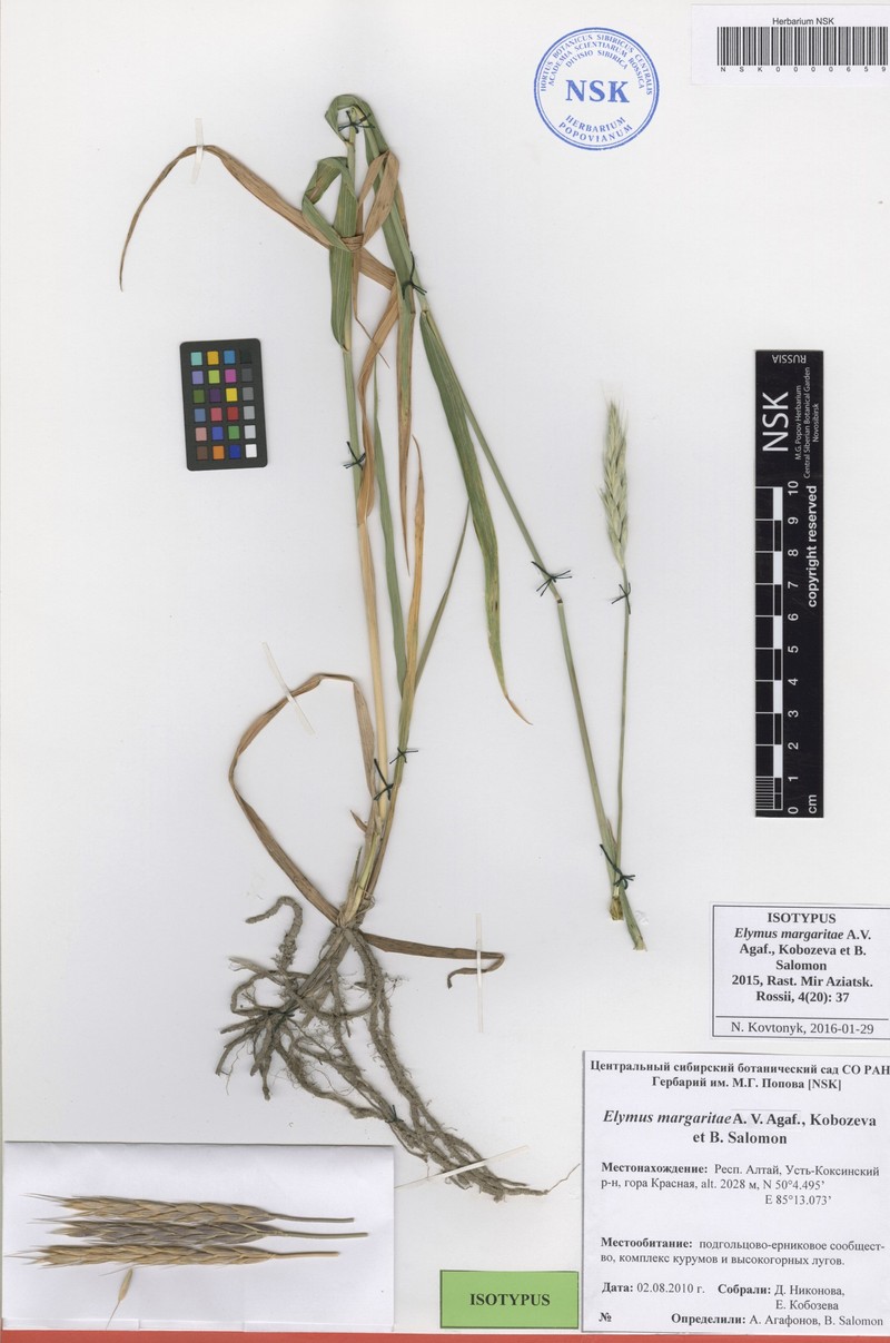 Elymus margaritae photo 3