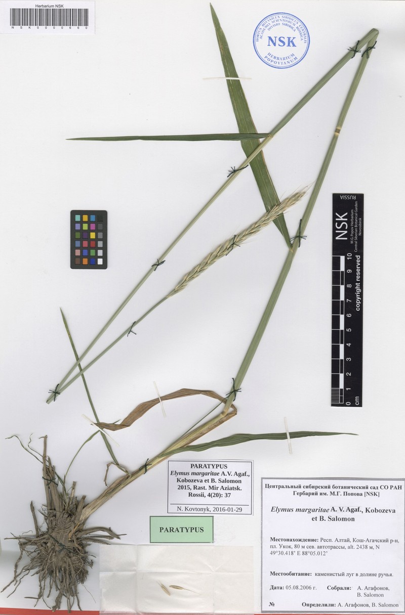 Elymus margaritae photo 4