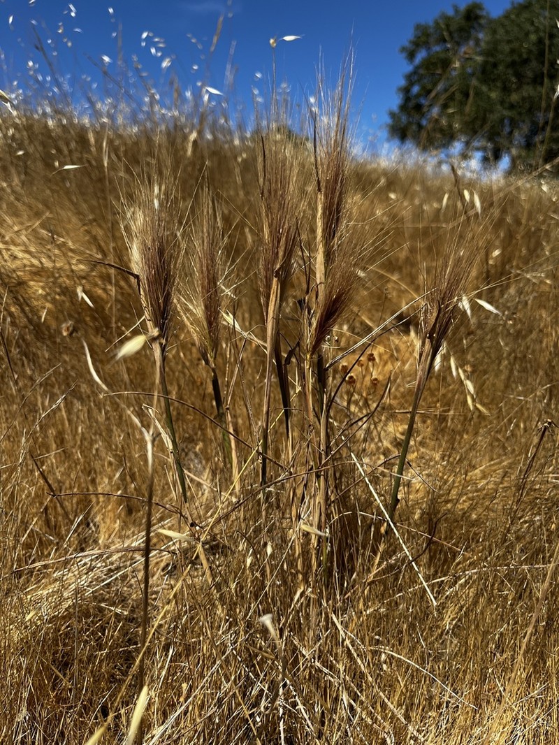 Big Squirreltail photo 7