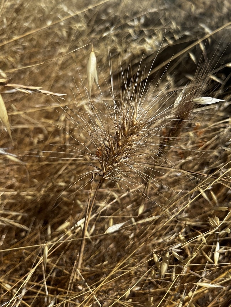 Big Squirreltail photo 8