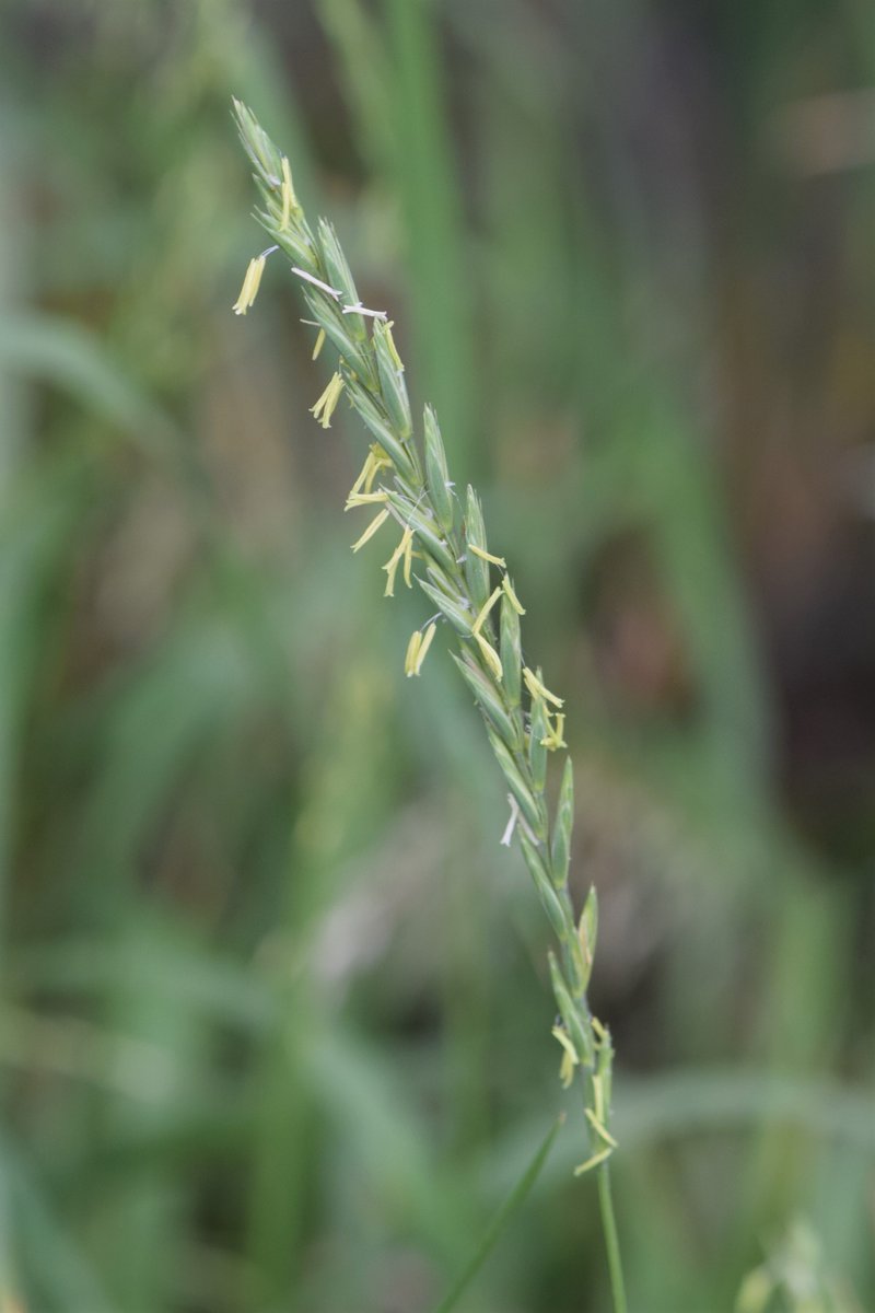 Quackgrass photo 2