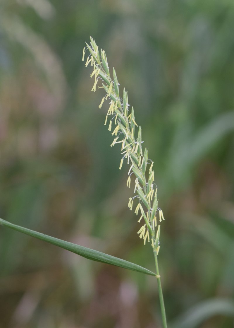 Quackgrass photo 3