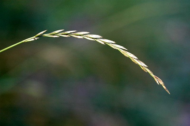 Quackgrass photo 4