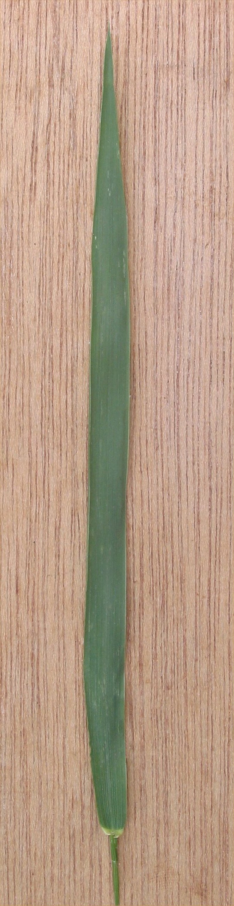 Quackgrass photo 5