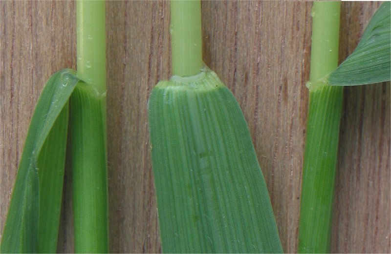 Quackgrass photo 6