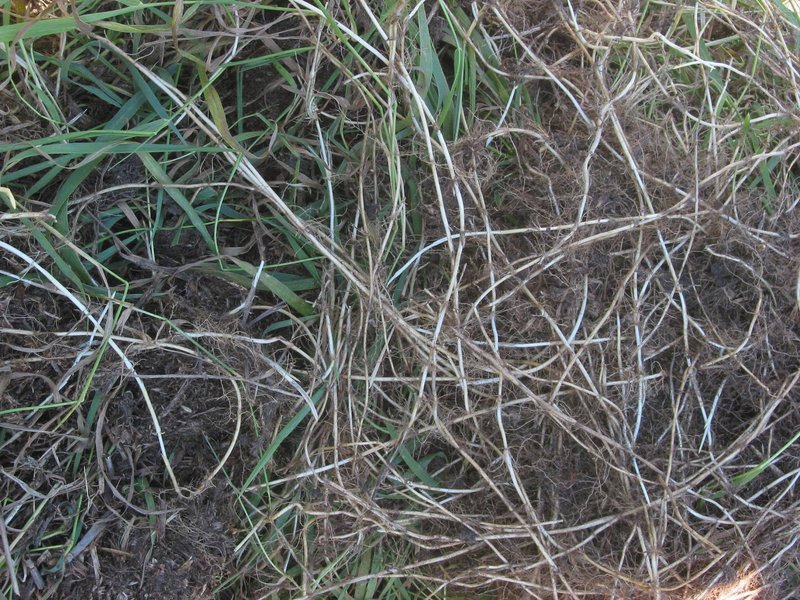 Quackgrass photo 7