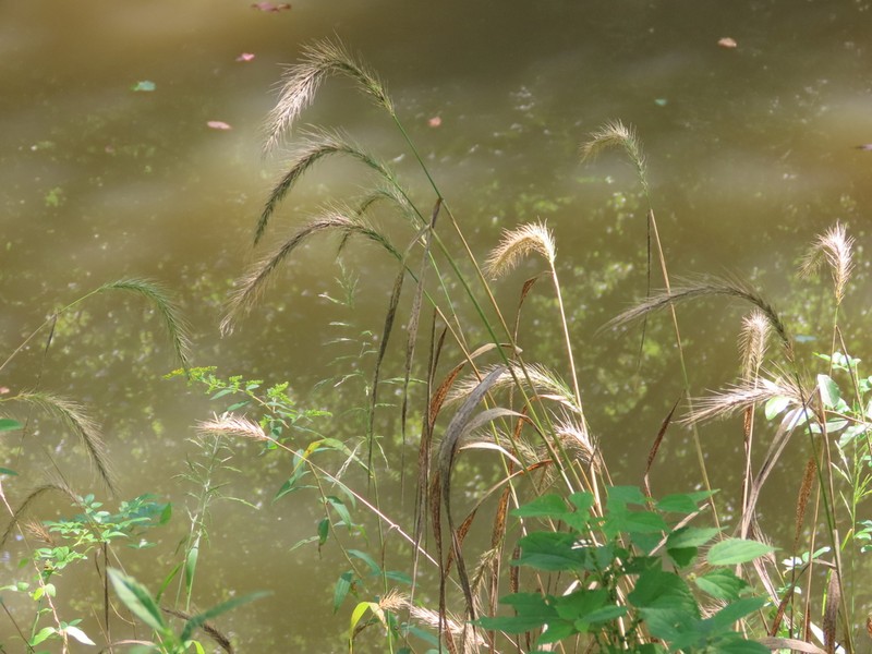 Riverbank Wildrye