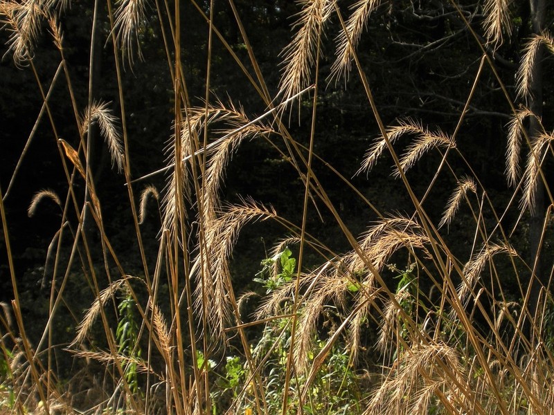 Riverbank Wildrye photo 2