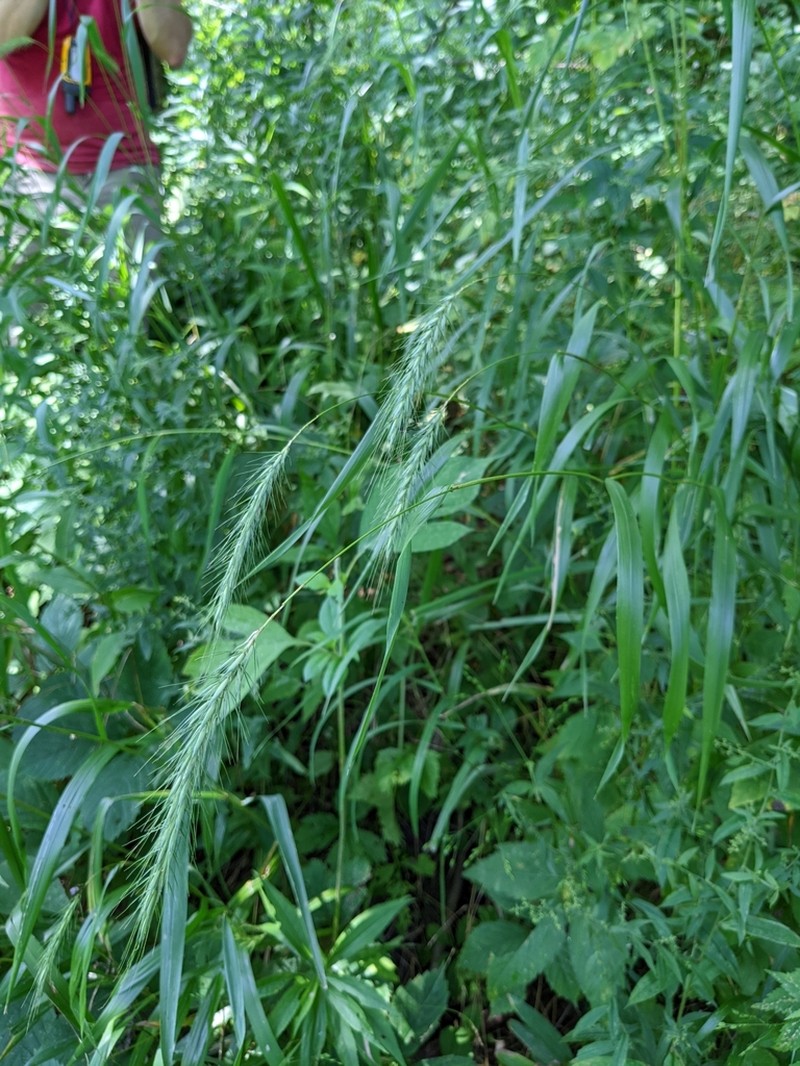 Riverbank Wildrye photo 5