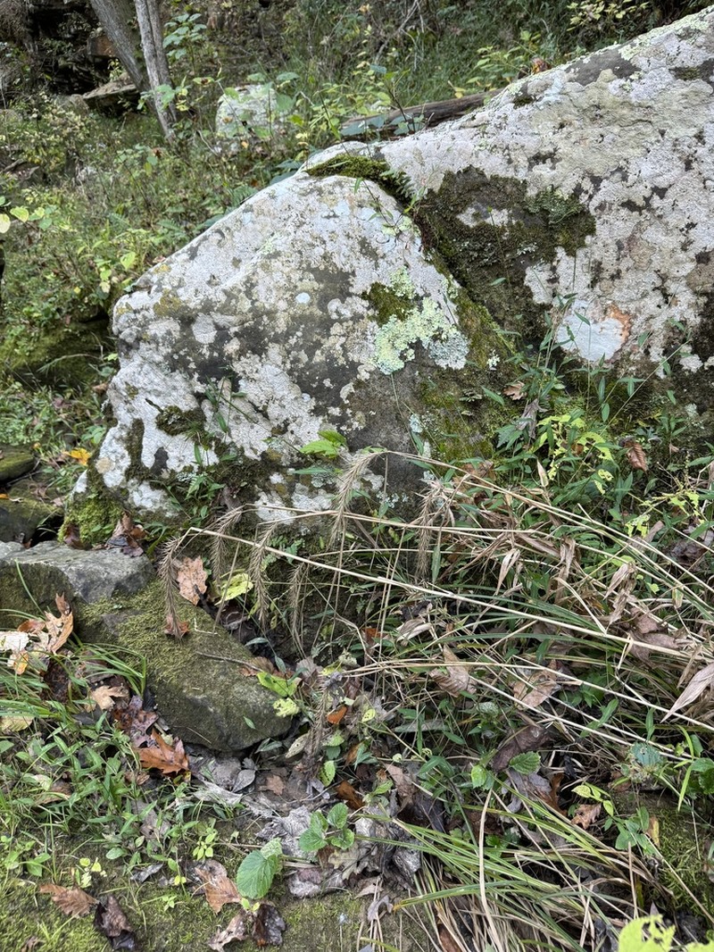 Riverbank Wildrye photo 8