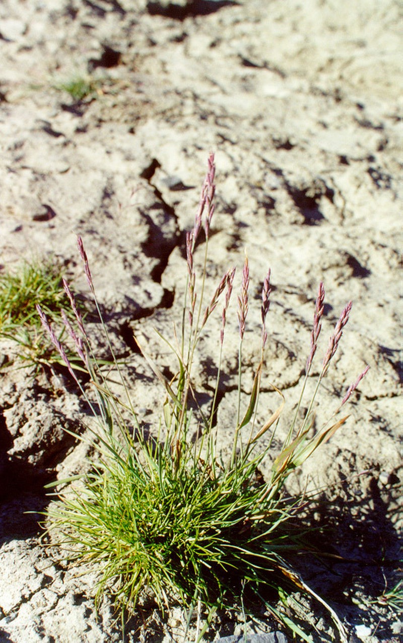 Tundra Wildrye photo 2