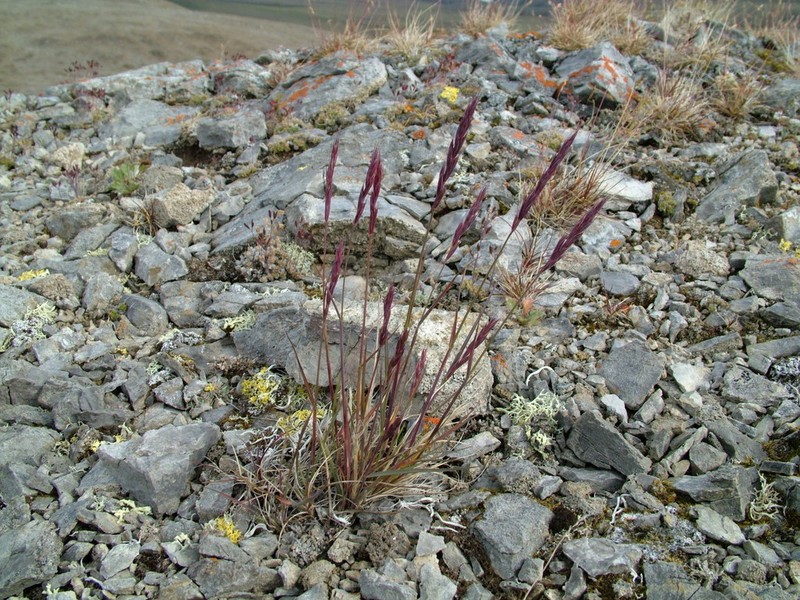 Tundra Wildrye photo 3