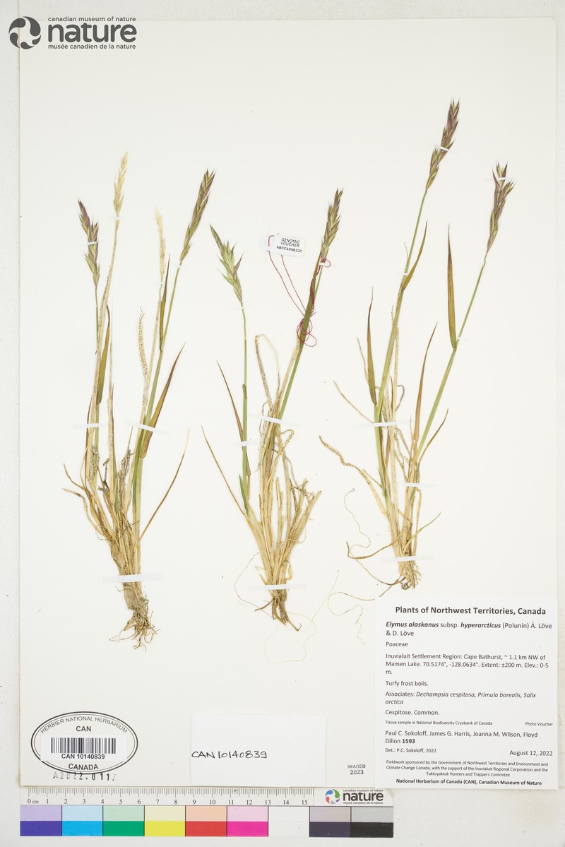 Tundra Wildrye photo 4