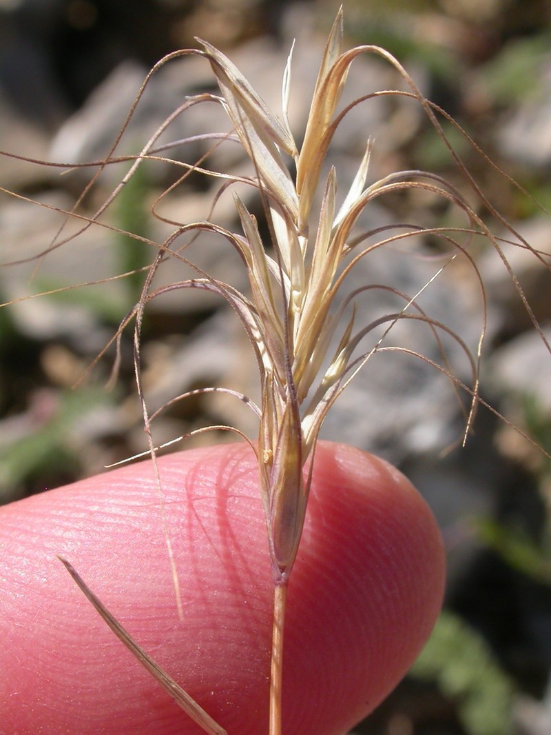 Spreading Wheatgrass
