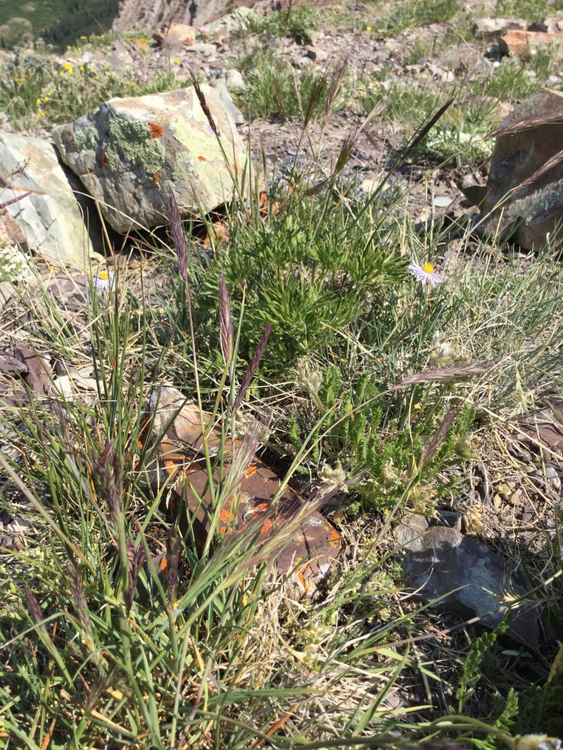 Spreading Wheatgrass photo 3