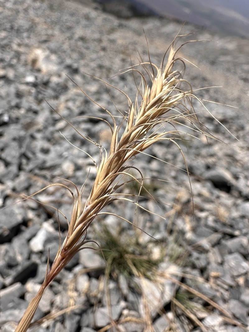 Spreading Wheatgrass photo 5