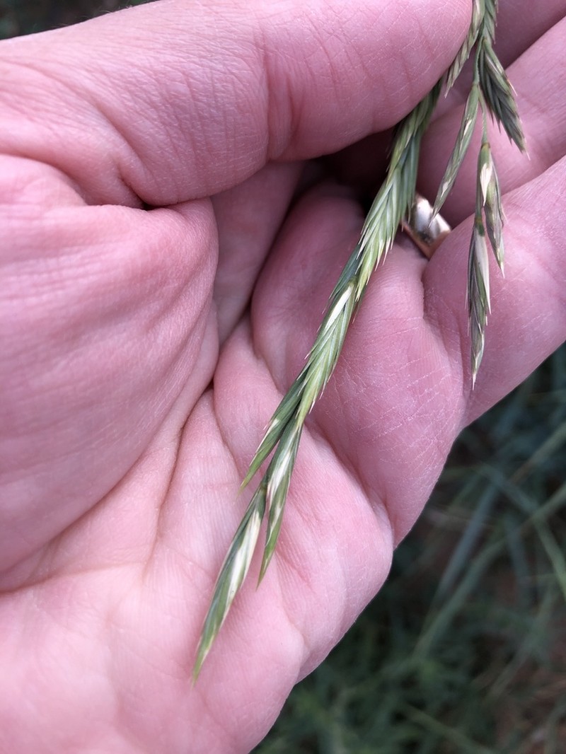 Western Wheatgrass