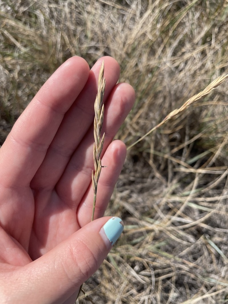 Western Wheatgrass photo 2