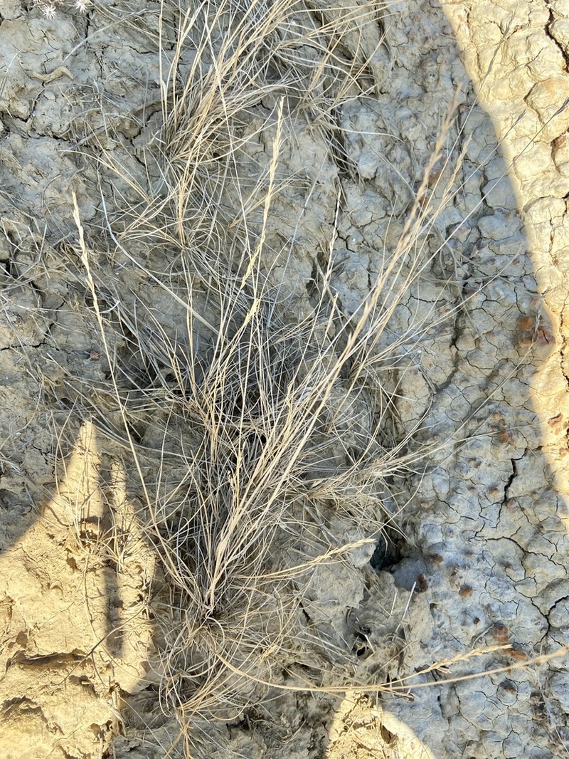 Western Wheatgrass photo 3