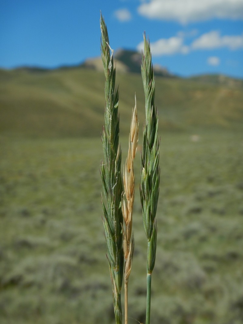 Western Wheatgrass photo 4