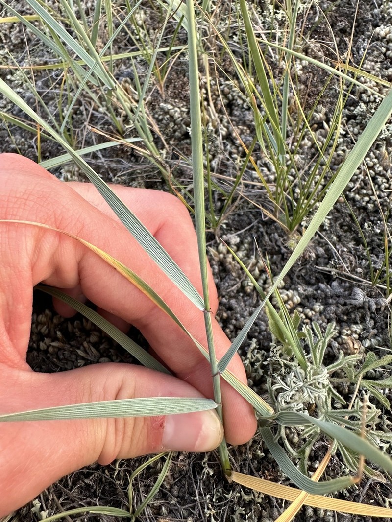 Western Wheatgrass photo 5