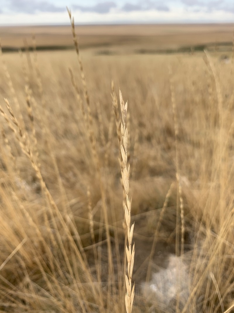 Western Wheatgrass photo 6