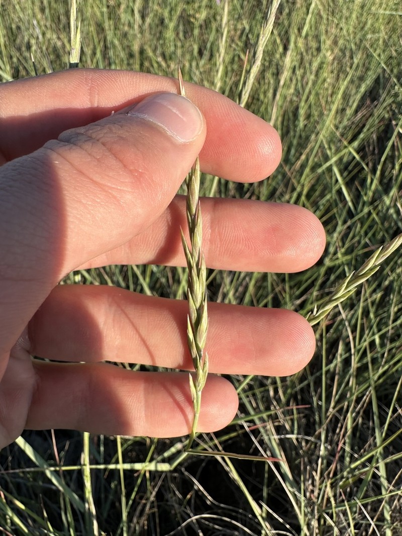Western Wheatgrass photo 7
