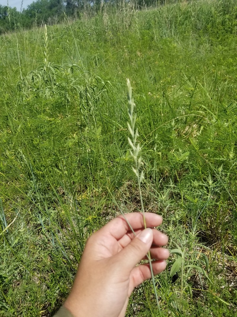 Western Wheatgrass photo 8