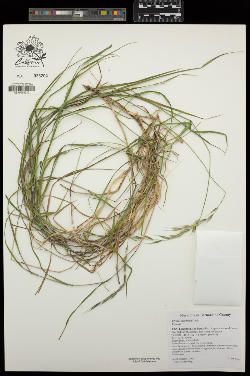 Parish Wheatgrass