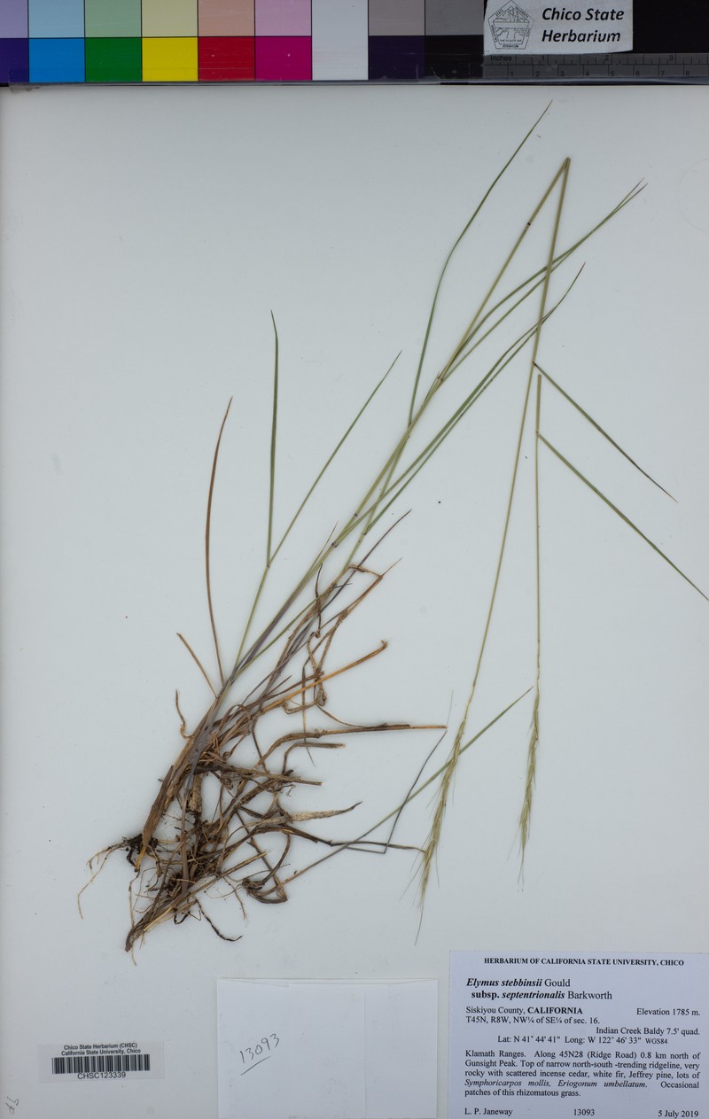 Elymus stebbinsii subsp. septentrionalis