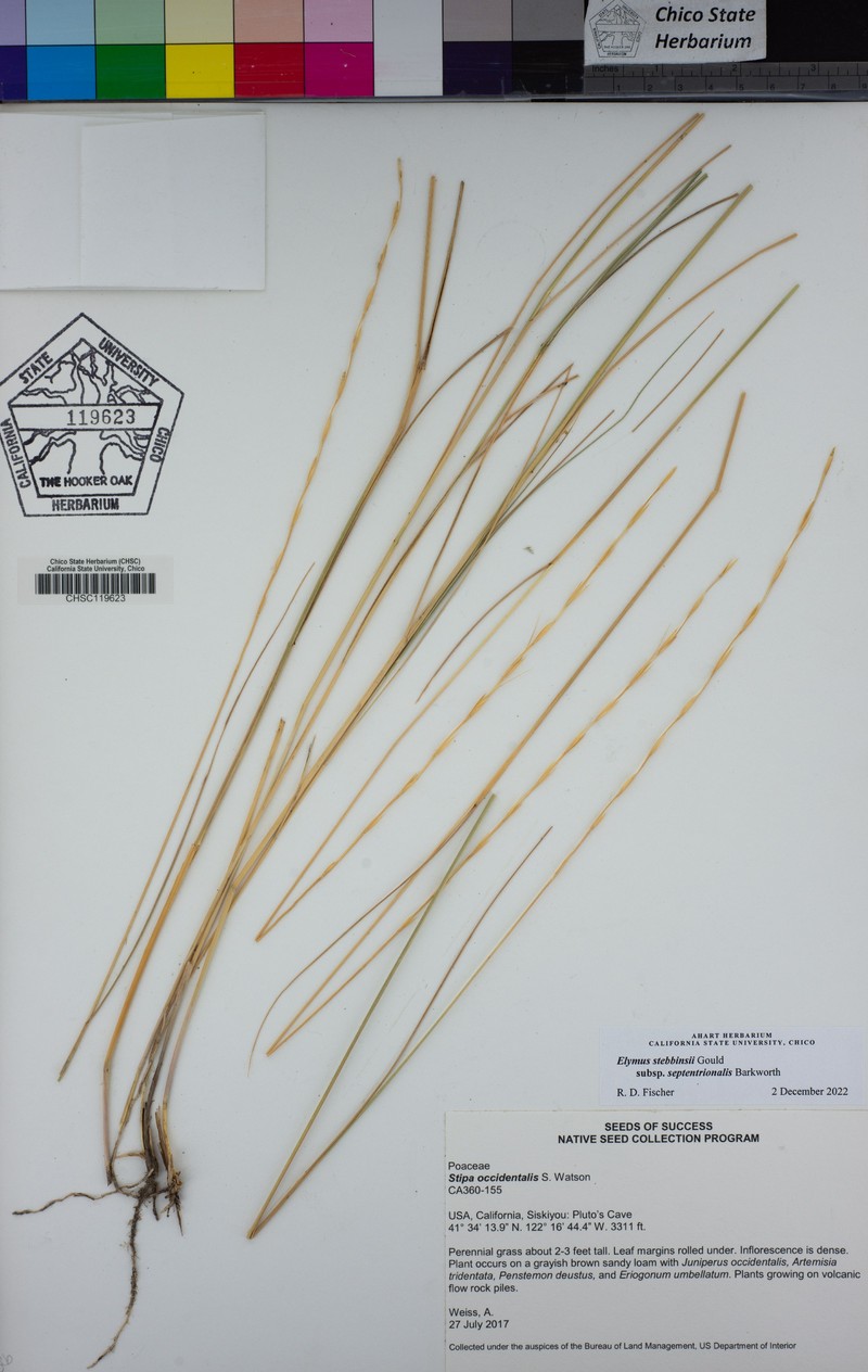 Elymus stebbinsii subsp. septentrionalis photo 2