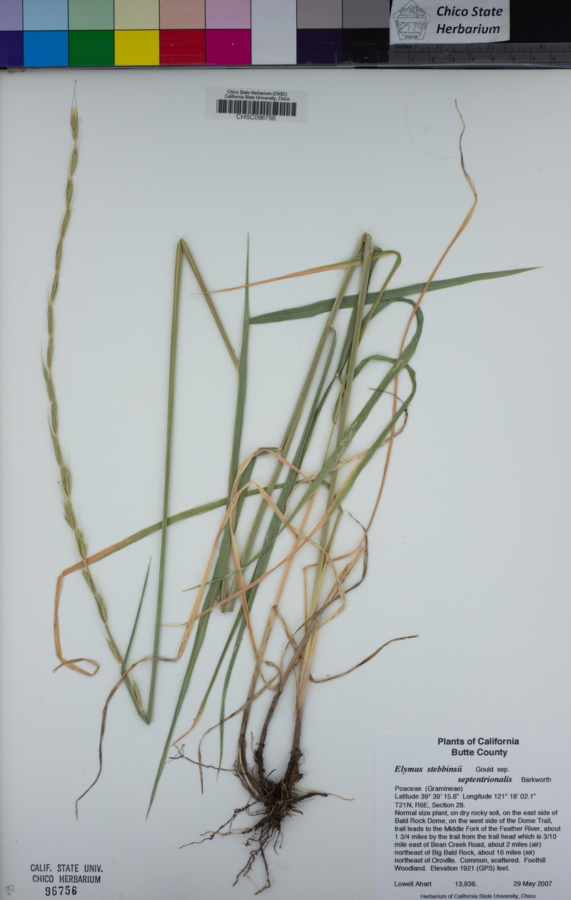 Elymus stebbinsii subsp. septentrionalis photo 3