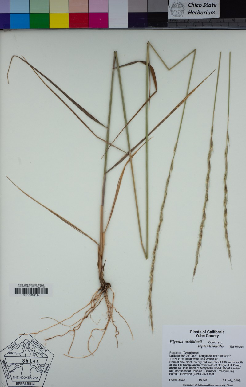Elymus stebbinsii subsp. septentrionalis photo 4