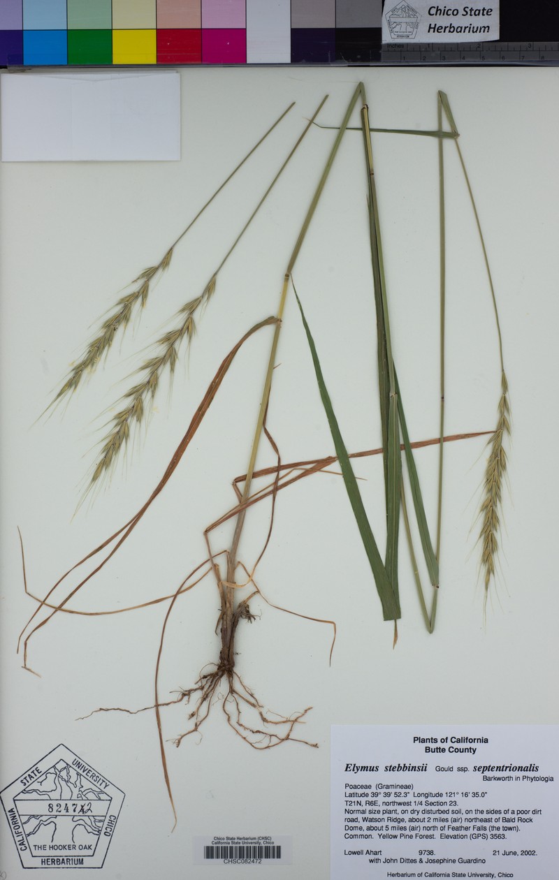 Elymus stebbinsii subsp. septentrionalis photo 5