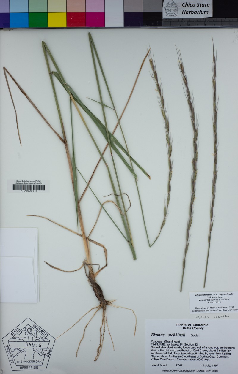 Elymus stebbinsii subsp. septentrionalis photo 6
