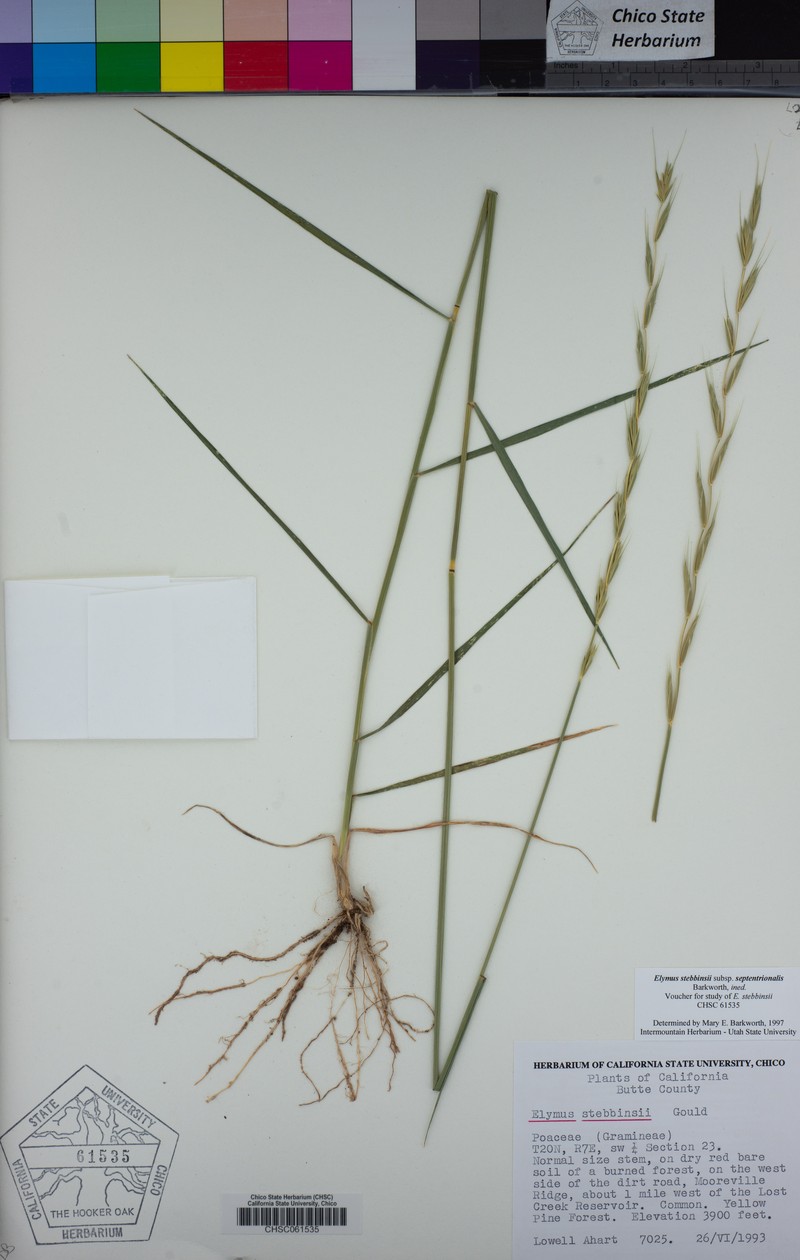 Elymus stebbinsii subsp. septentrionalis photo 7