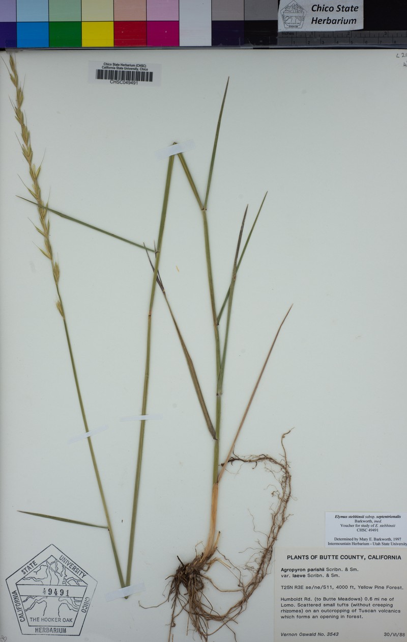 Elymus stebbinsii subsp. septentrionalis photo 8