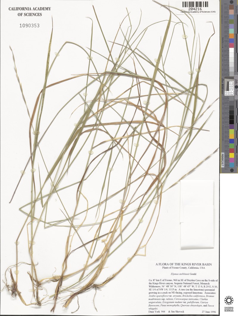 Elymus stebbinsii subsp. stebbinsii