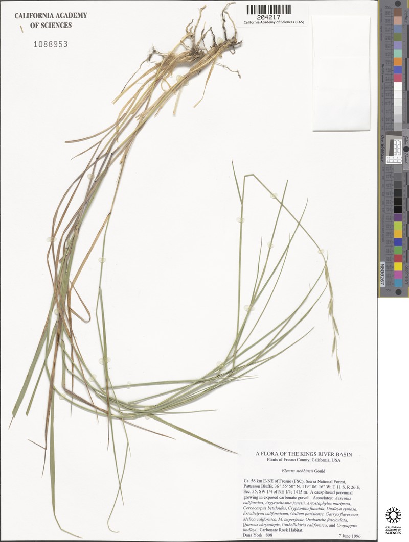Elymus stebbinsii subsp. stebbinsii photo 2