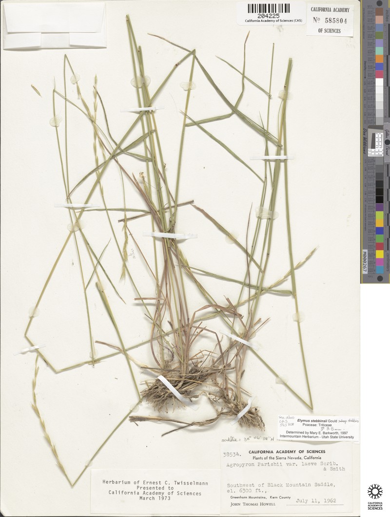 Elymus stebbinsii subsp. stebbinsii photo 3