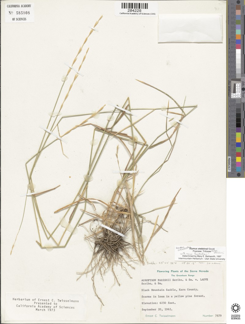 Elymus stebbinsii subsp. stebbinsii photo 4