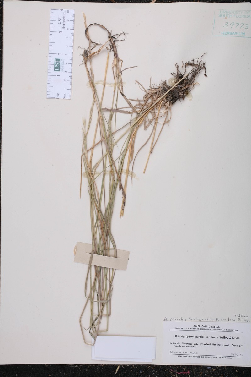 Elymus stebbinsii subsp. stebbinsii photo 5